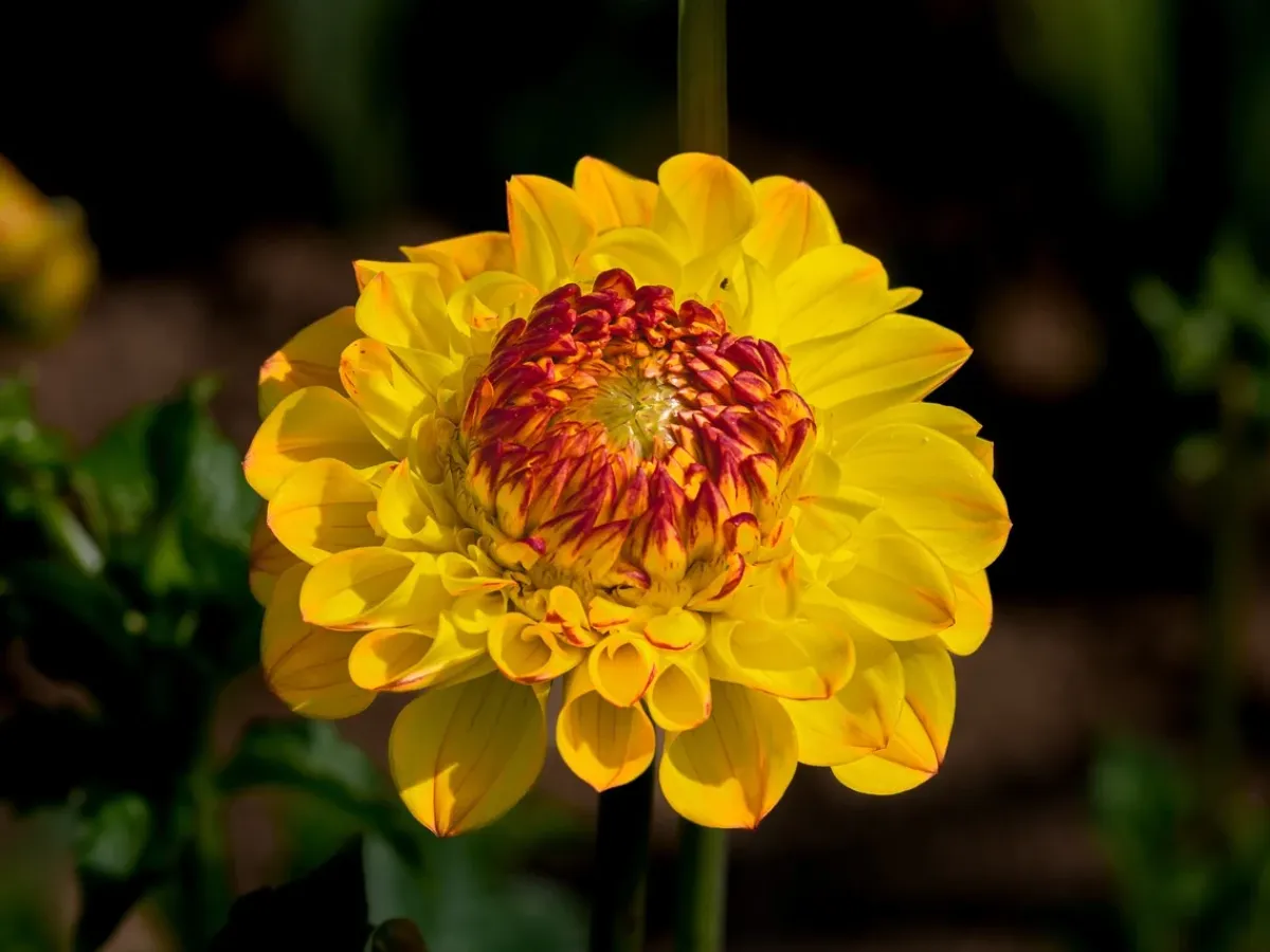 محسن الصور المجاني لإصلاح الصور الضبابية فورًا - بعد