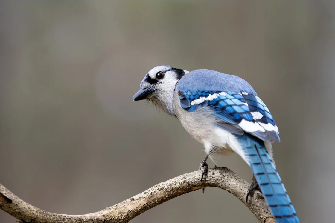 Free Image Watermark Remover Online-before