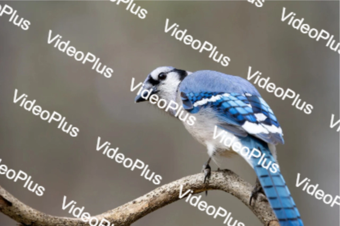 Free Image Watermark Remover Online-after